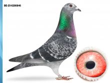 BE-25-6286846 - MOCNY INBRED OLYMPIC RICO