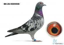 BE-26-5009508