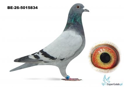 BE-26-5015834