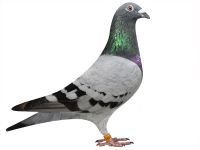 Bel-14 2342553 Jest córka Brata IVANA