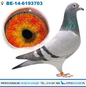 BELG-14-6193703 Grootjans Roger & Eddy