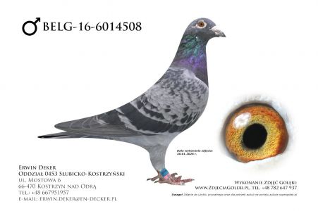 BELG-16-6014508 - samiec