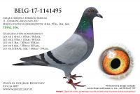 BELG-17-1141495