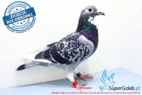 BELG-17-2145576