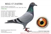 BELG-17-2145584