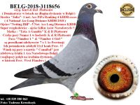 BELG-18-3118656 Córka 5 Asa Narodowego Belgii oryg. Kurt & Raf Platteeuw