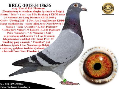 BELG-18-3118656 Córka 5 Asa Narodowego Belgii oryg. Kurt & Raf Platteeuw