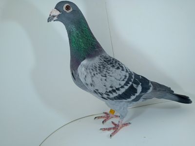 Belg-19r.-6250374-Org. Jos Van Der Veken