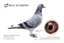 BELG-20-5040969 - oryginalny samczyk z hodowli Jos Thone!