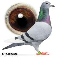 Belg 2018 4224376 FLANDERS COLLECTION Totalny Top!!!!