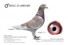 BELG-21-6001481 - samiec