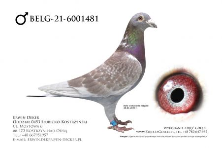 BELG-21-6001481 - samiec