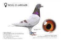 BELG-21-6001608 - samica