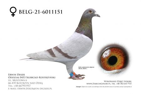 BELG-21-6011151 - samica