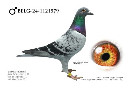 BELG-24-1121579 - P Veenstra / Batenburg vd Merwe - linia Asów ze wspólnych gołebników x linia Silke / New Laureaat.