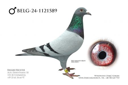 BELG-24-1121589 - D&L van Dyck - linia Di Caprio x inbred na Kannibaal.