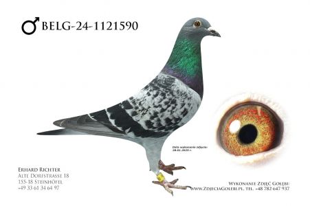 BELG-24-1121590 - P Veenstra / Batenburg vd Merwe - linia Asów ze wspólnych gołebników x linia Silke / New Laureaat.