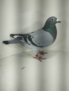 Benedykt Jan & Dorota PL-0346-17-2232 Trzecia Lotniczka Okręgu