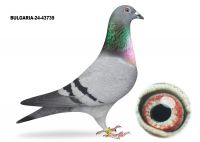 BG-24-43739 SAMICA - Gołąb lotowany na Wspólnym Gołębniku Talent Quatro