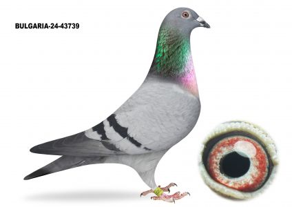 BG-24-43739 SAMICA - Gołąb lotowany na Wspólnym Gołębniku Talent Quatro