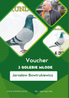 Bon na 3 gołebie młode rocznik 2026