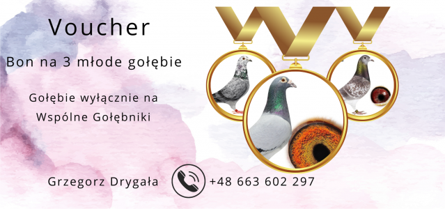 BON NA 3 GOŁĘBIE NA WSKAZANY WG