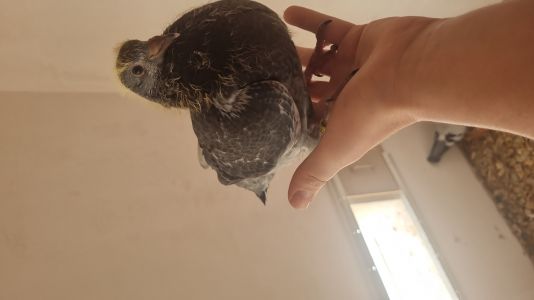 Bon na 5 młodych z gołębnika rozpłodowego!