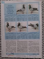 Cała hodowla do sprzedania