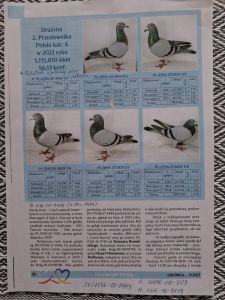 Cała hodowla do sprzedania