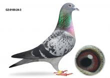 CZ-0100-24-3 LOTOWANY NA WG TALENT QUATRO 2024 - AUKCJA NOWOROCZNA - SAMIEC