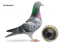 CZ-0100-24-615- LOTOWANY NA WG TALENT QUATRO 2024 - 410 km 63miejsce - AUKCJA NOWOROCZNA - SAMIEC