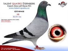 CZ-014-17-32 i CZ-014-18-210 cała para z rozpłodu od zawsze razem wydały już 1 i 2 golębia na oddział