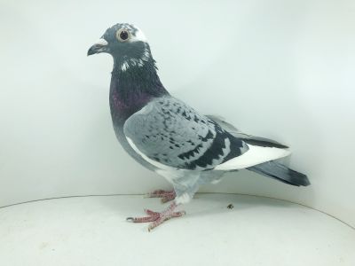 CZ 020 22 366 – org. Swoboda Iri - 97m SUPERCUP 580km  - 389m – Finał 430km!!!   (prawdopodobnie samiczka)