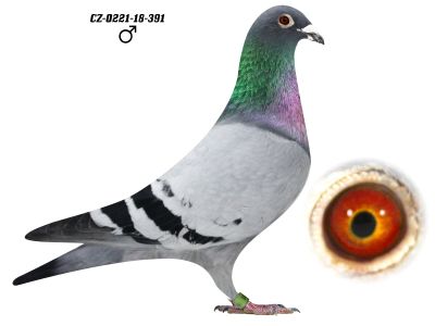 CZ-0221-18-391 H i G Drygała Mistrzowie Polski kat A 2012 r gołąb rozpłodowy