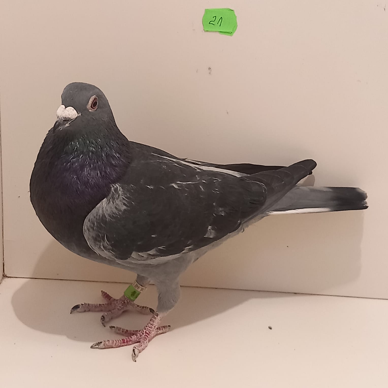 ロッド No.5025 ADVANCEMENT HSR-82 No.5025 ADVANCEMENT HSR-82