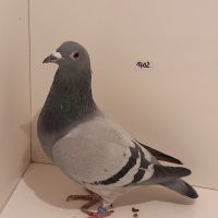 CZ-0235-22-1702 Mocny Inb Małego Toma 100% M.T.M Pałka