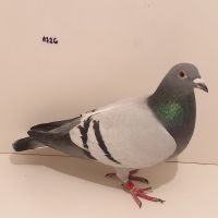 CZ-0235-22-1726 Wnuk Olimpijczyka Kat.