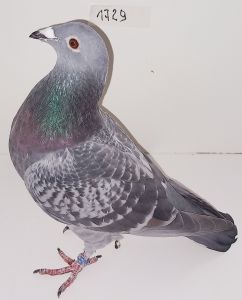 CZ-0235-22-1729 Ruda,  Ojciec to mocny Inb. 