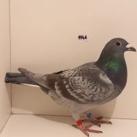 CZ-0235-22-1741 Matka Mocny Inb. Linia Rude Ojciec Harry Jan Hooymans