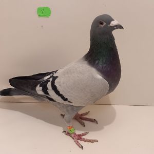 CZ-0235-23-1 Super Inb. Mały Tom- *1360* *1726* Generał M.T.M Pałka