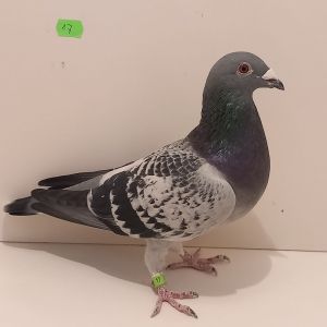 CZ-0235-23-17 Pełne rodzeństwo 1 AS WG 2022r. Super Gołąb