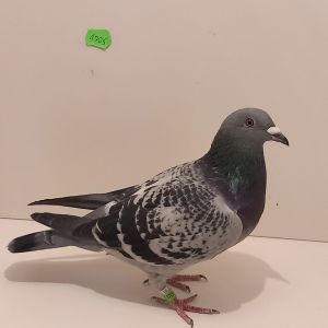 CZ-0235-23-1705 Super Inb. 1726- 1360 Linia Mały Tom -M.T.M Pałka