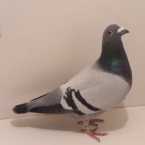 CZ-0235-23-2 Super Inb. Mały Tom 