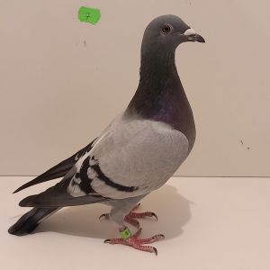 CZ-0235-23-7 Super Inb. Mały Tom M.T.N Pałka