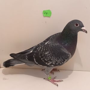 CZ-0235-23-81Ojciec 1 konk. Drahten 805km, Matka 1 konk. Chomutov 237km. Super Inb. CZ-05-97-2414 Hartogs/Ritz- Linia VOS oraz CZ-028-97-2308 Linia Kadeta