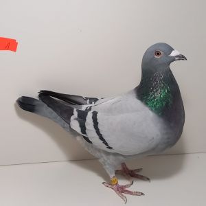 CZ-0235-24-1 Mocny Inb. Mały Tom M.T.M Pałka oraz Najlepsze Gołębie Teamu M.T.M