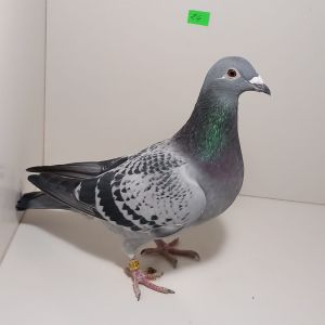 CZ-0235-24-24 Rodzeństwo 1 AS Wspólny Gołębnik