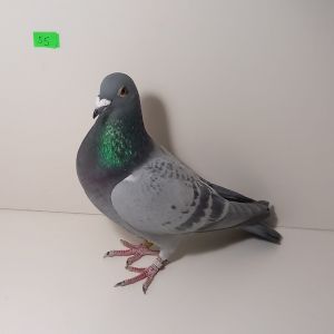 CZ-0235-24-55 Syn 1449 Super Rozpłodowy- ze względu na wiek Ostatnie Młode