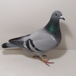 CZ-0235-24-9 Mocny Inb. Mały Tom M.T.M Pałka, ojciec x córka