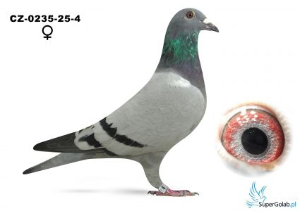 CZ-0235-25-4  -inbred na MAŁEGO TOMA  (podwójny wnuk)